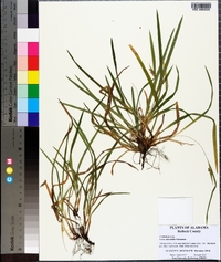 Carex abscondita image