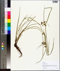 Cyperus difformis image