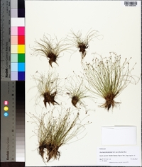 Eleocharis microcarpa image