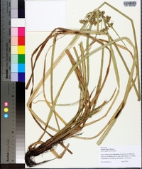 Cyperus virens image