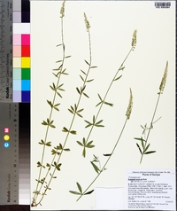 Polygala boykinii image