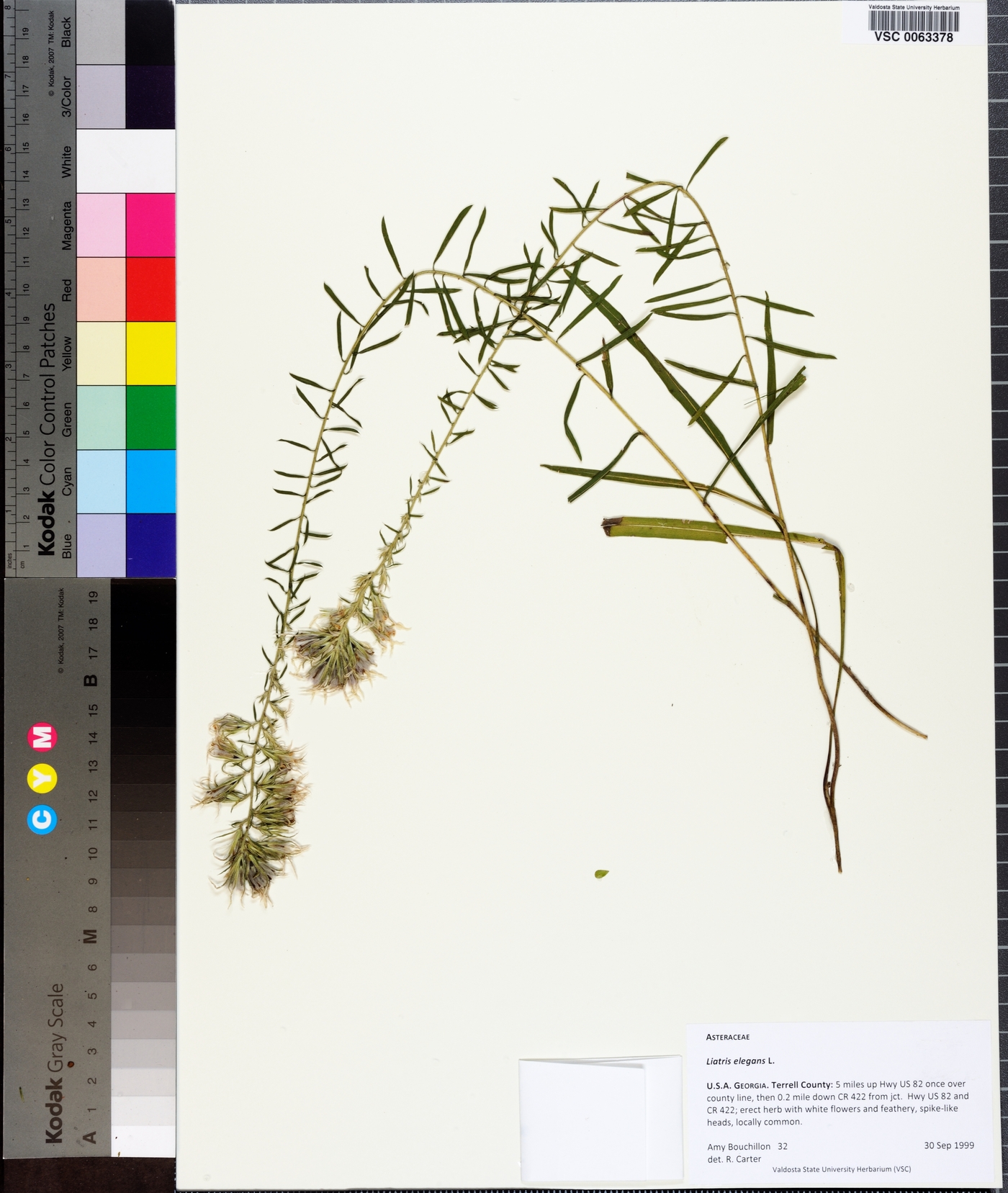 Liatris elegans image