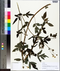 Bidens alba image