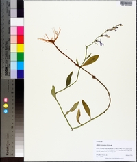 Lobelia georgiana image