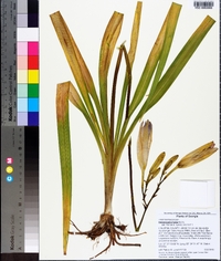 Hemerocallis fulva image