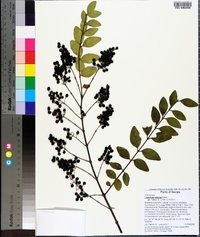 Ligustrum sinense image