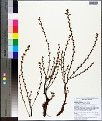 Epifagus virginiana image