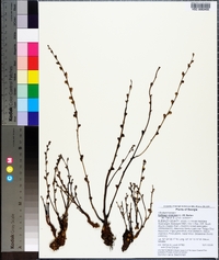 Epifagus virginiana image