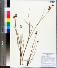 Juncus brachycarpus image