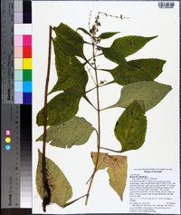 Salvia urticifolia image