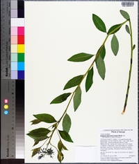 Amsonia tabernaemontana image