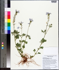 Glandularia canadensis image