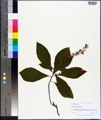 Clethra alnifolia image