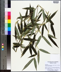 Phyllostachys nigra image