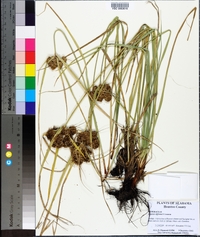 Cyperus entrerianus image