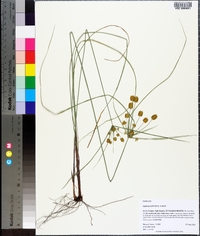 Cyperus nashii image