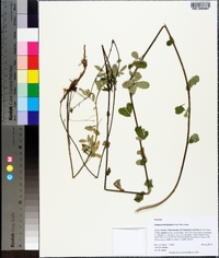 Chapmannia floridana image