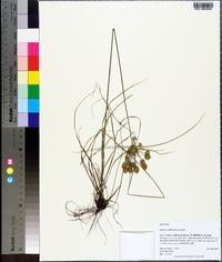 Cyperus nashii image