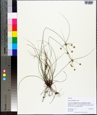 Cyperus nashii image