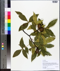 Carya floridana image