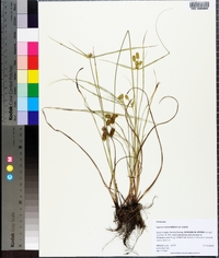 Cyperus ovatus image