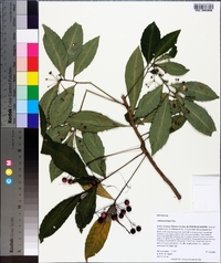 Ardisia crenata image