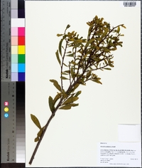 Morella cerifera image