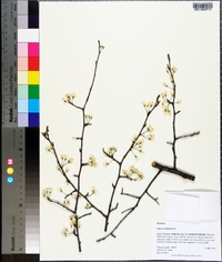 Prunus umbellata image