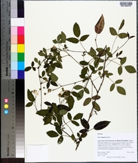 Rubus flagellaris image