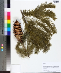 Pseudotsuga macrocarpa image