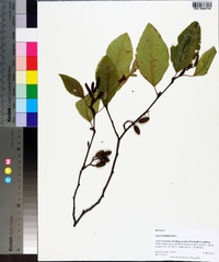 Alnus rhombifolia image