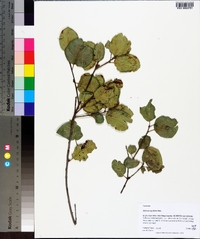 Quercus agrifolia image