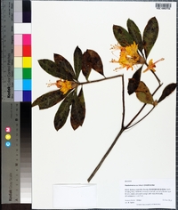 Rhododendron austrinum image