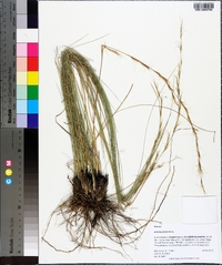 Aristida stricta image