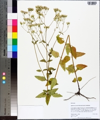 Ageratina aromatica image