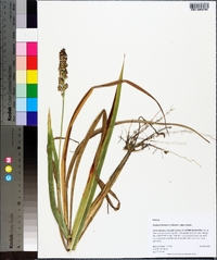 Sorghum bicolor subsp. bicolor image