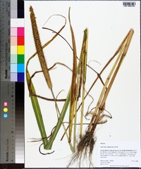 Pennisetum glaucum image