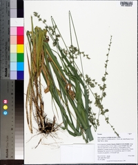Chasmanthium sessiliflorum image