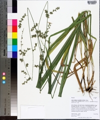 Chasmanthium sessiliflorum image