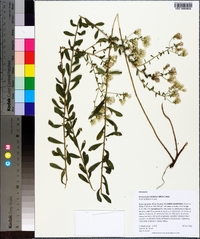 Sericocarpus tortifolius image