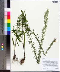 Liatris elegans image