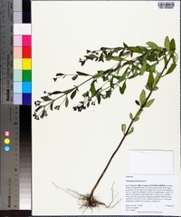 Trichostema dichotomum image