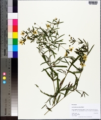 Lysimachia lanceolata image