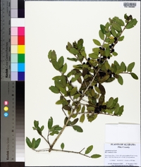 Ilex vomitoria image