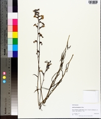 Lobelia glandulosa image