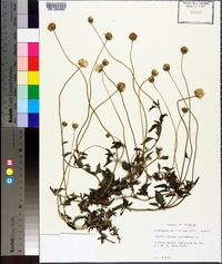 Tridax procumbens image