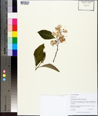 Alniphyllum fortunei image