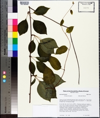 Schisandra glabra image