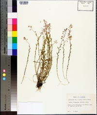 Polygala crenata image