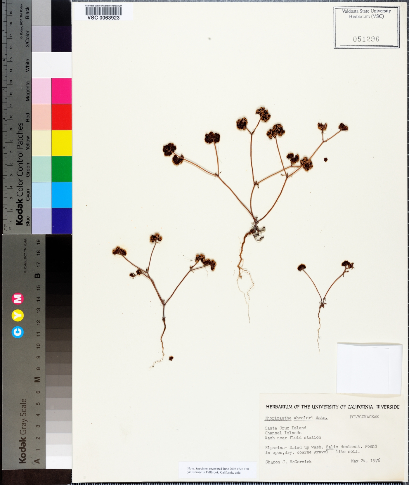 Chorizanthe wheeleri image